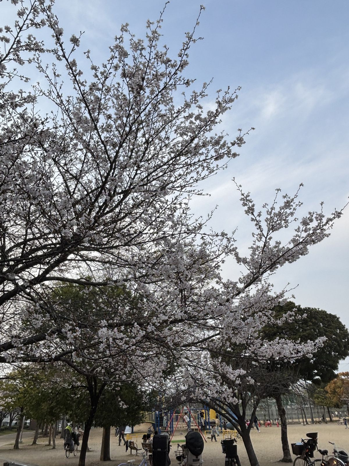 公園の桜